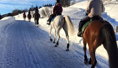 Horseback riding in Tennvassåsen